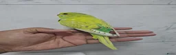 Budgerigars birds for sale: Beautiful Hand-Tamed Baby Budgies - For sale - Advert 7