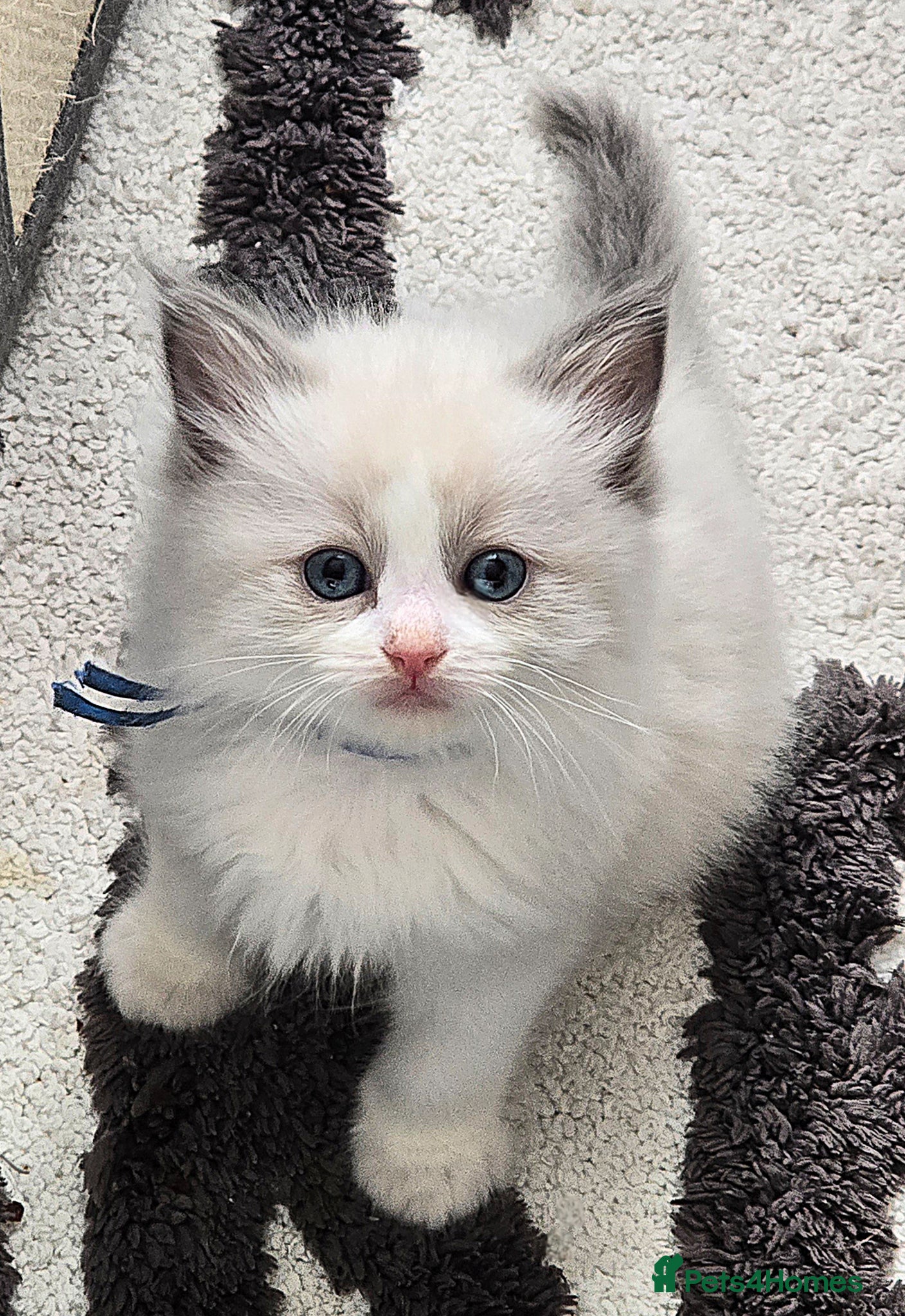 Ragdoll cats Stunning Ragdoll Kittens Ready from 11th May! 🐾 - Advert 15