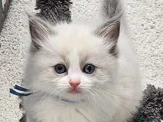 Ragdoll cats Stunning Ragdoll Kittens Ready from 11th May! 🐾 - Advert 2
