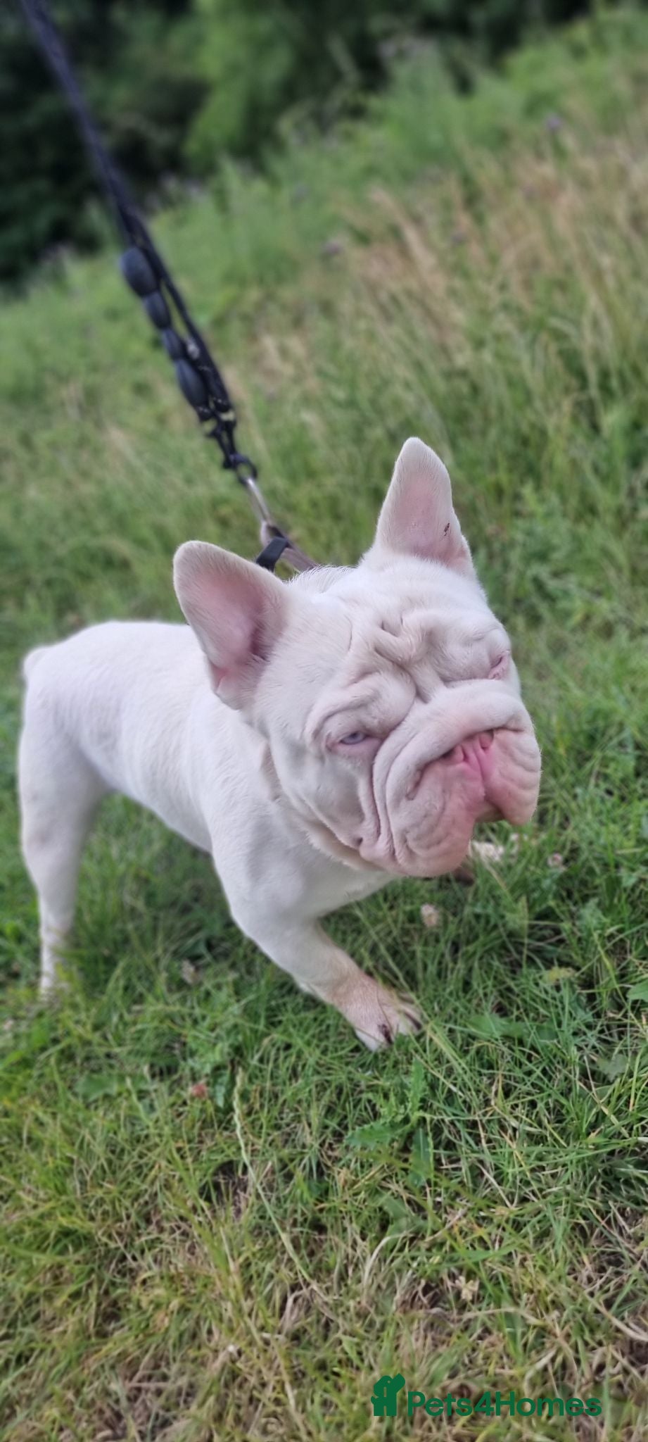 French Bulldog dogs FULL PINK CARRYING FLUFFY - Advert 2