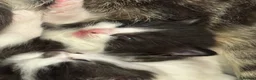 American Shorthair cats for sale: Little baby kitten  in Chatham - Advert 1