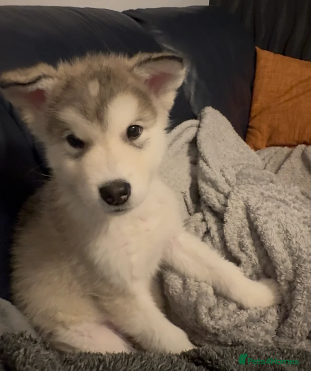 Alaskan Malamute dogs for sale: Alaskan malamute boy - Advert 2