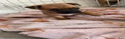 Jackshund dogs for sale: Jack Russell X Dachshund pups - Advert 24