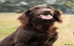 Flat coated Retriever dogs for sale: Flatcoated retriever puppies - Image 8