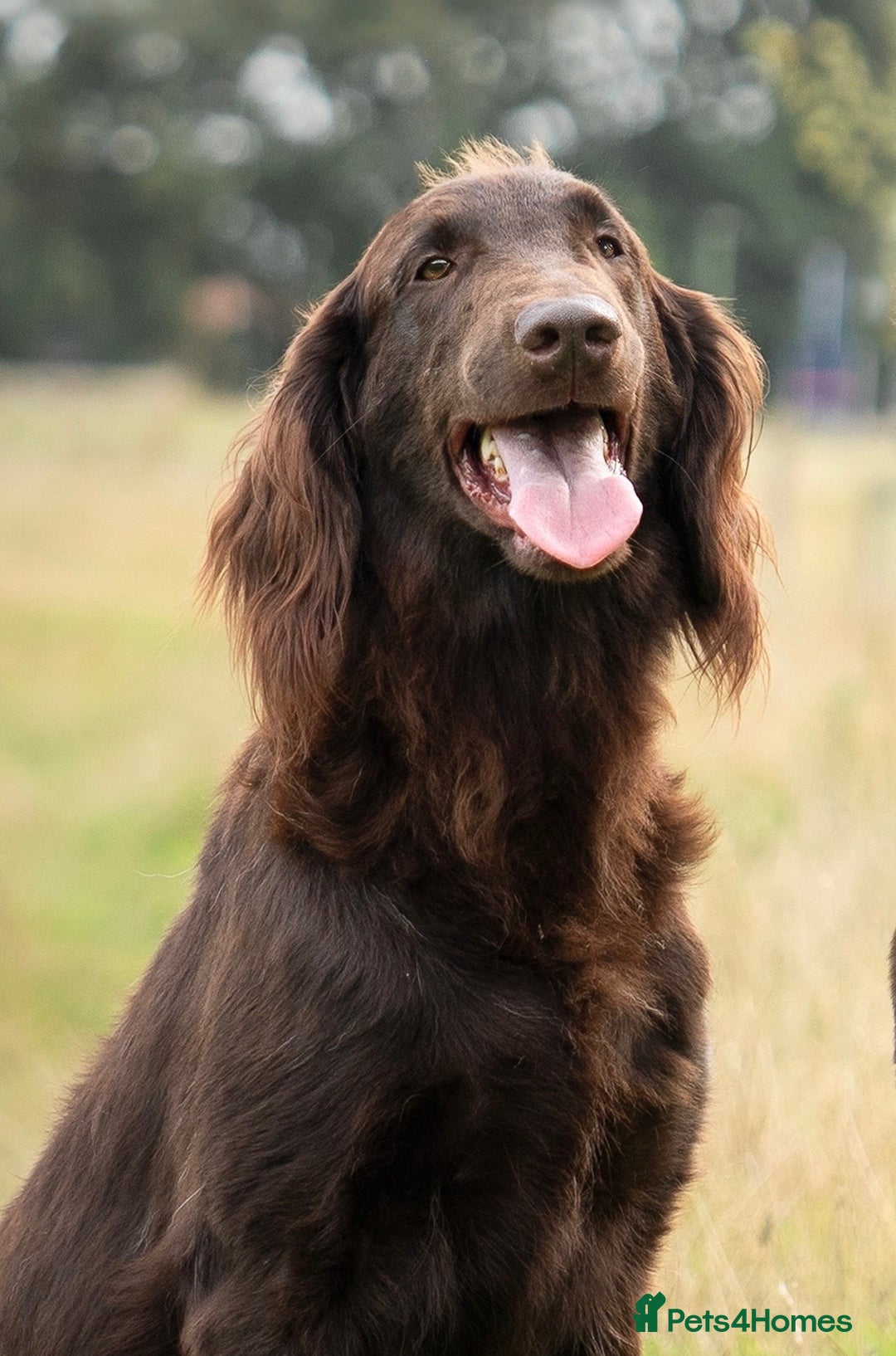 Flat coated Retriever dogs for sale: Flatcoated retriever puppies - Image 8