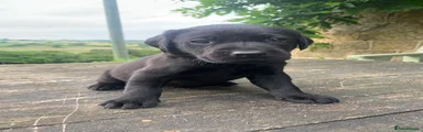 Labrador Retriever 2