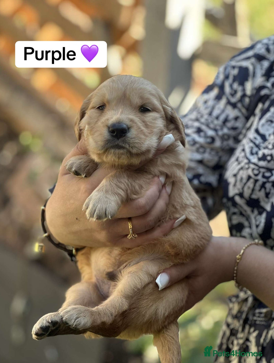 Golden Retriever dogs for sale: PEDIGREE HEALTH TESTED GOLDEN RETRIVER PUPPIES KC - Image 23