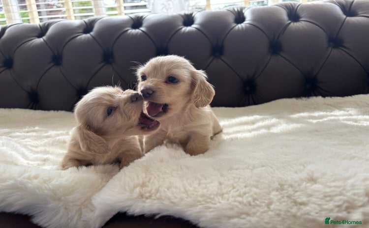Miniature Dachshund dogs - Advert 1