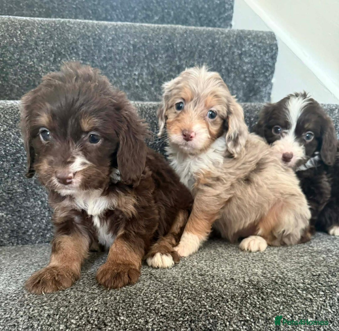 Cockapoo dogs for sale: Outstanding puppies are ready go to  - Advert 8