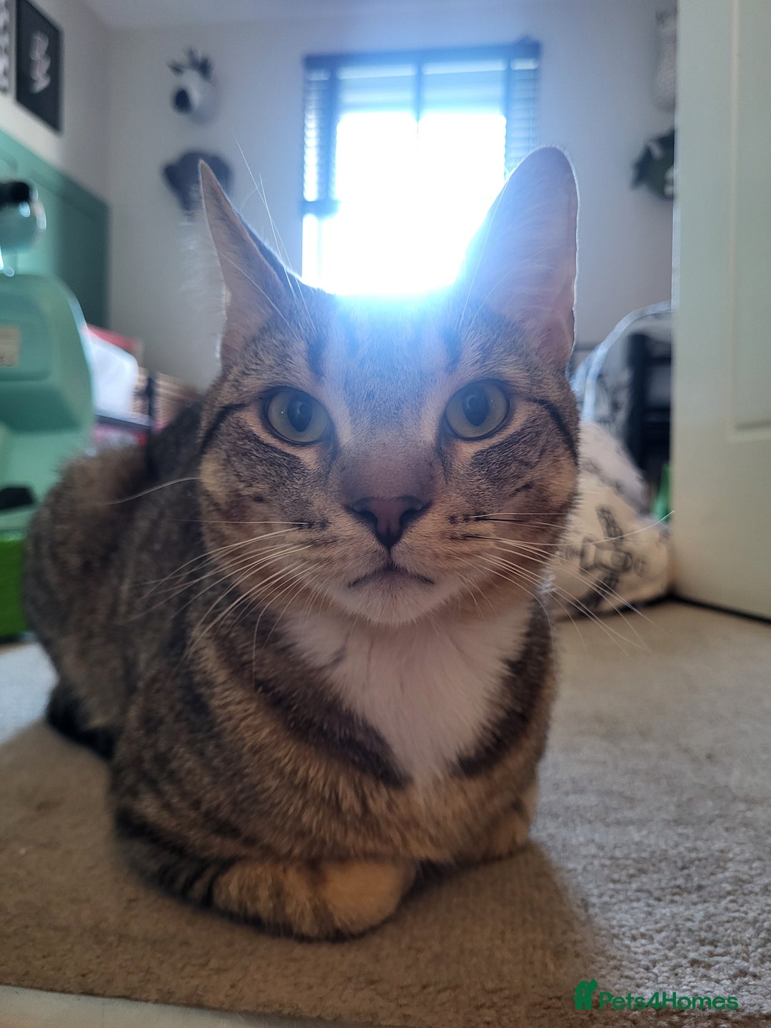 Domestic Shorthair cats for sale: Mr taco - Advert 1