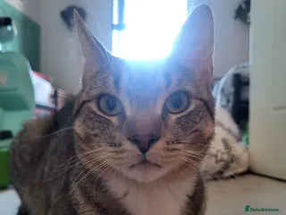 Domestic Shorthair cats Mr taco - Advert 8