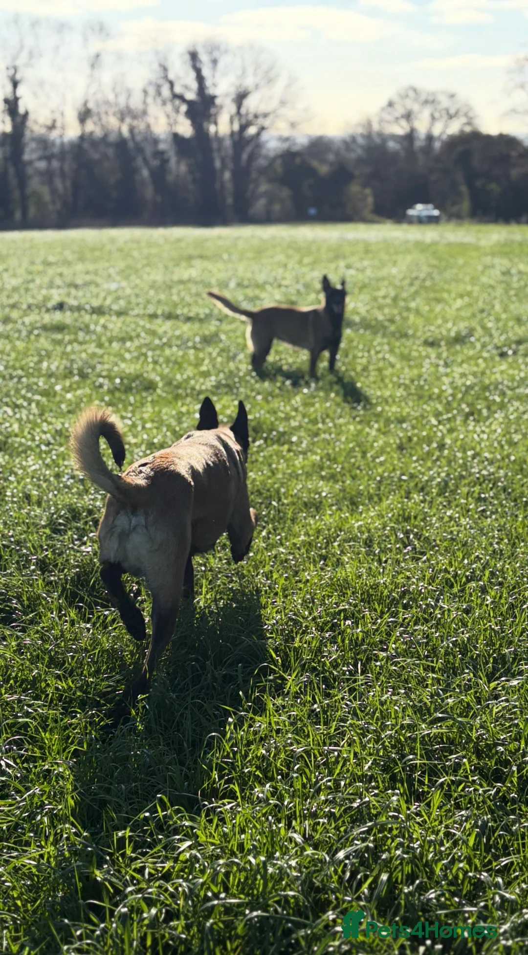 Belgian Shepherd Dog dogs for sale: Belgian Malinois Puppies - Advert 27