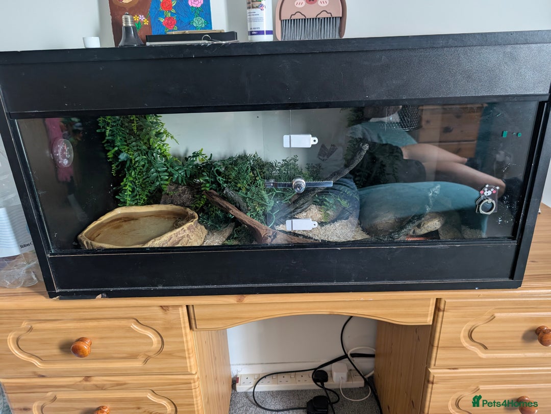 Corn Snake reptiles for sale: Adult corn snake with full set up - Image 3