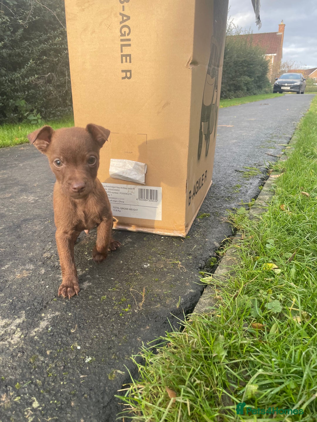 Patterdale Terrier dogs for sale: Parrerdale - Image 16