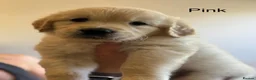 Golden Retriever dogs for sale: Health tested, KC reg Golden retriever puppies - Advert 19