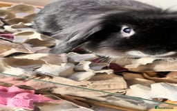 Mini Lion Lop rabbits for sale: 1 Year Old Neutered Male Mini Lionhead Rabbit  - Image 3