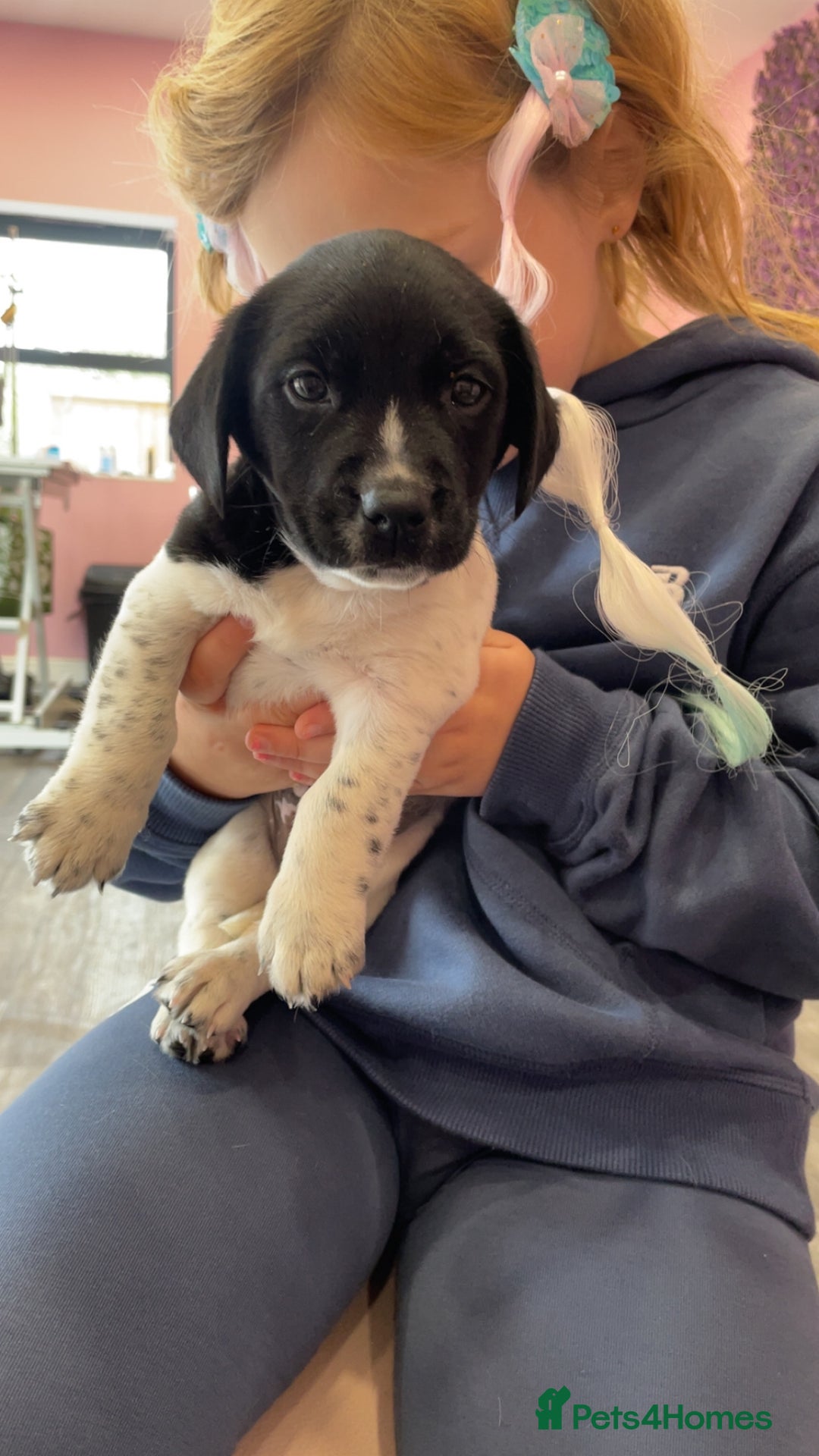 Springador dogs for sale: Ready now male Springador  - Image 5