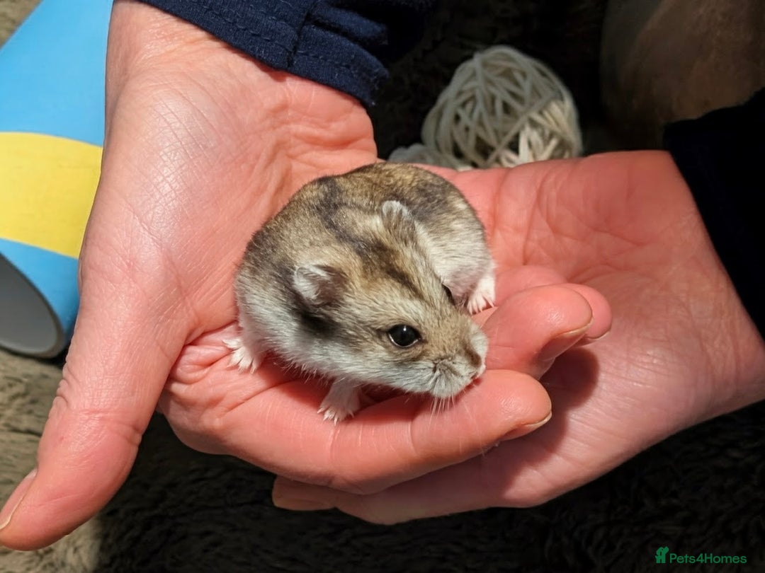 Hamster rodents for sale: Hundred Acre Hamster Rescue  - Advert 2