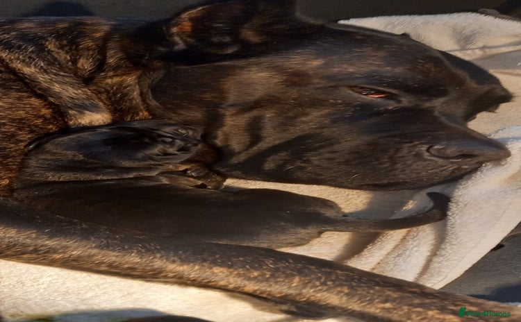 Cane Corso dogs - Advert 1