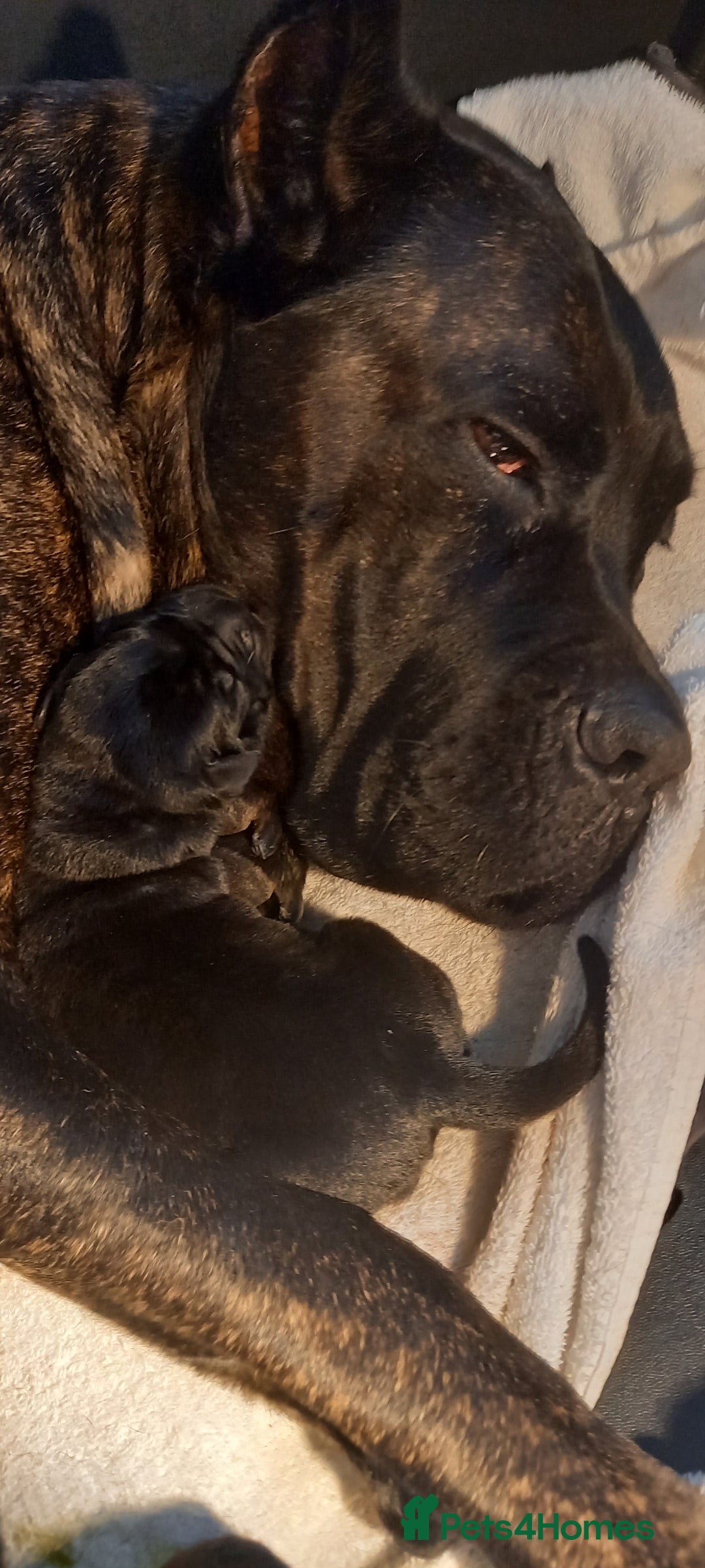 Cane Corso dogs for sale: 1 & only uk bloodline - Image 1