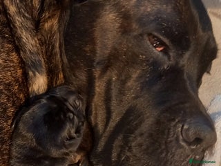 Cane Corso dogs - Advert 1