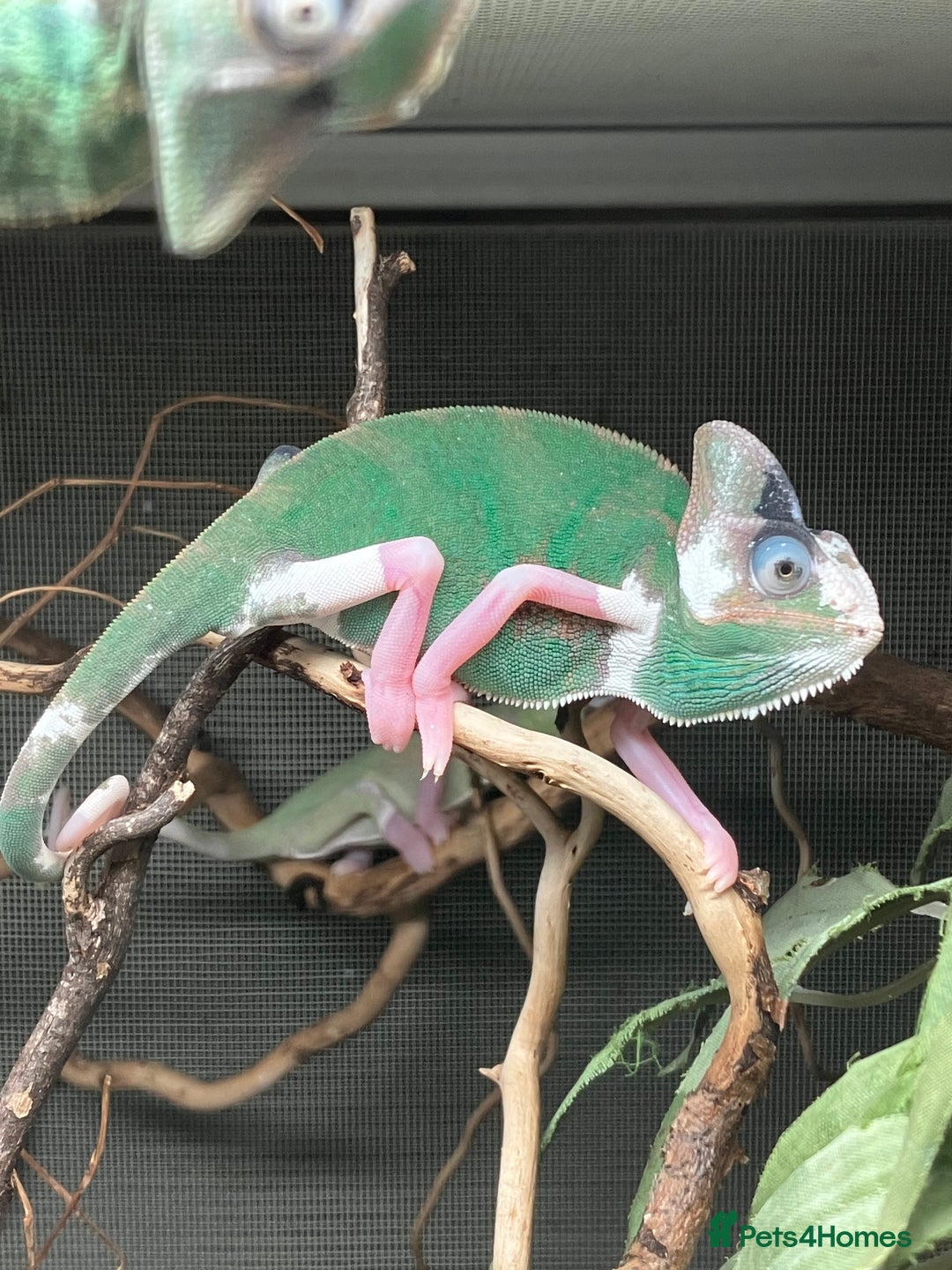 Chameleon reptiles for sale: Yemen Chameleon Babies, Normals & Pieds - Image 10