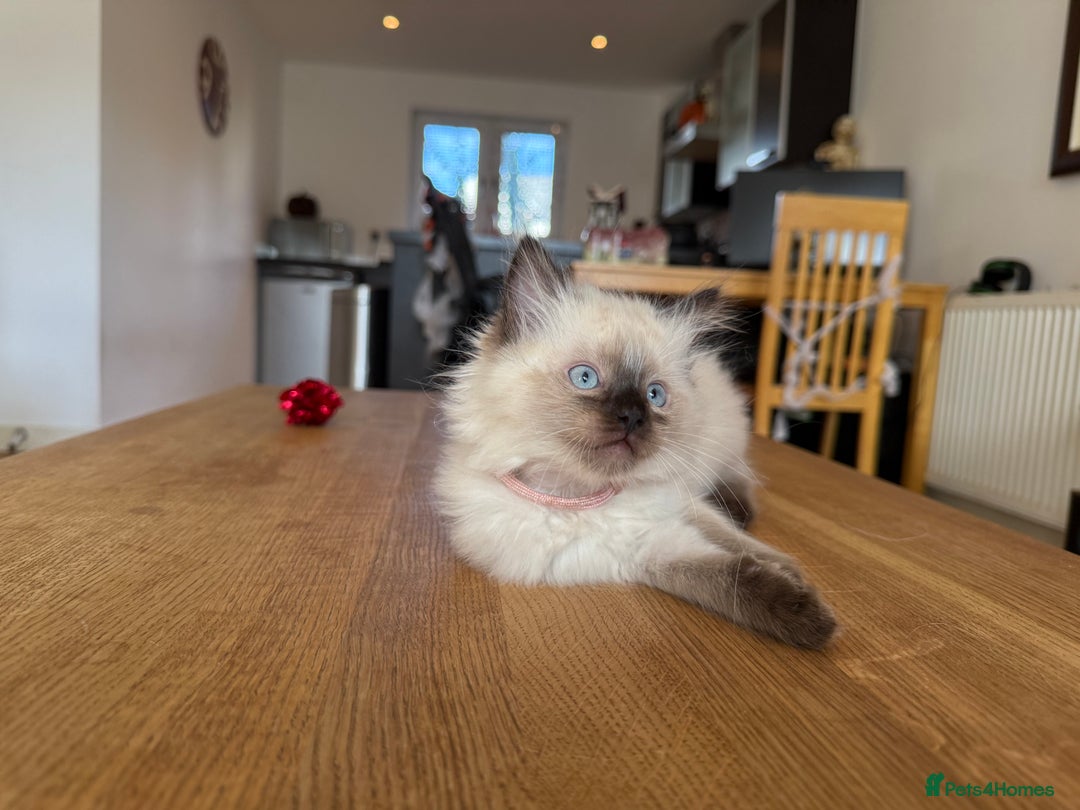 Ragdoll cats for sale: Ragdoll Kittens for Sale - Image 5