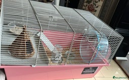 Hamster rodents for sale: Lovely Syrian Dwarf Hamster with Full Setup - Image 3