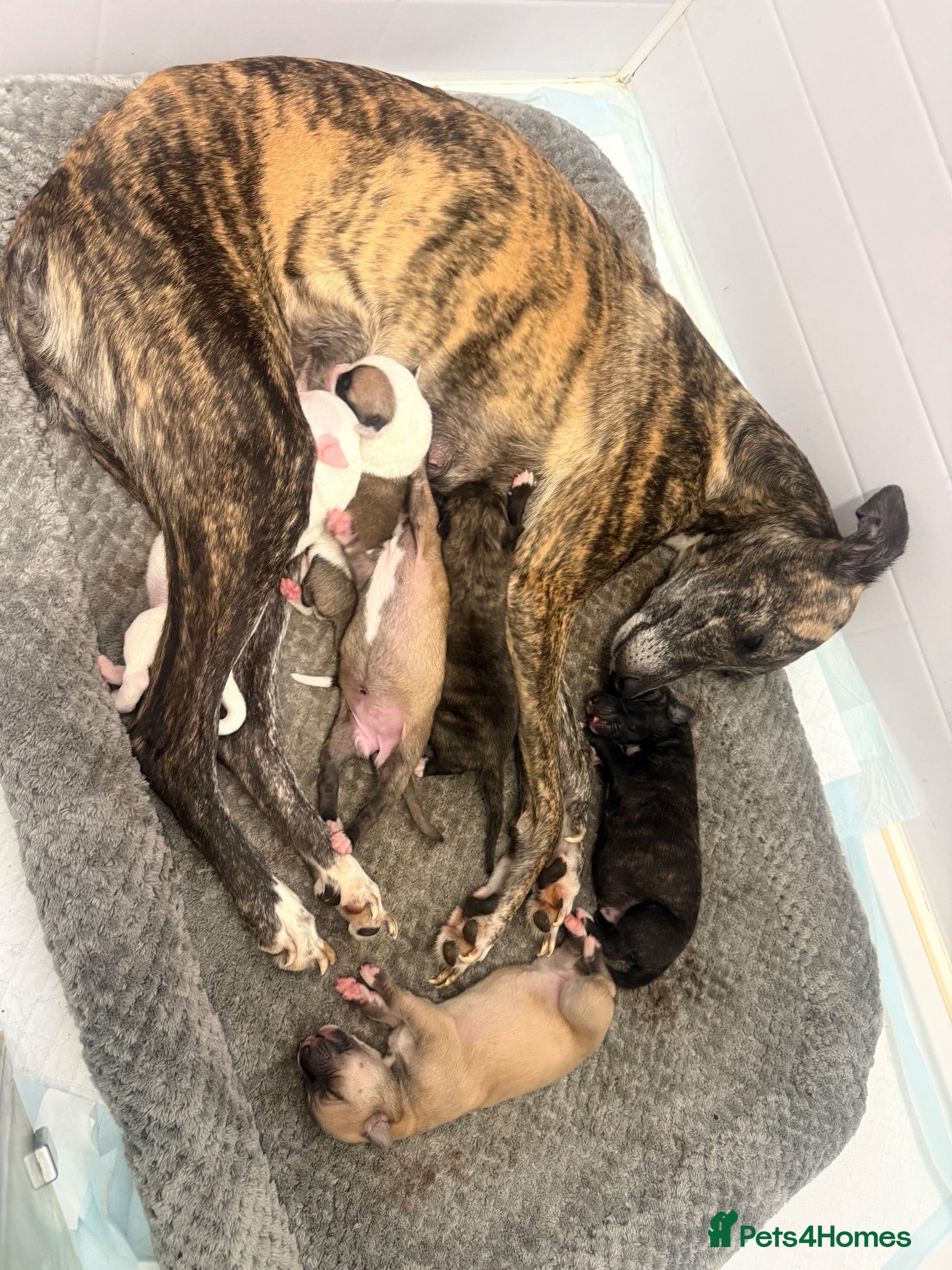 Whippet dogs Pure WHIPPET PUPPIES - Advert 4
