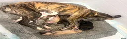 Whippet dogs for sale: Pure WHIPPET PUPPIES - Advert 1