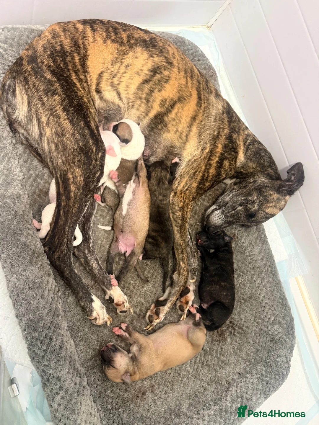 Whippet dogs for sale: Pure WHIPPET PUPPIES - Advert 1