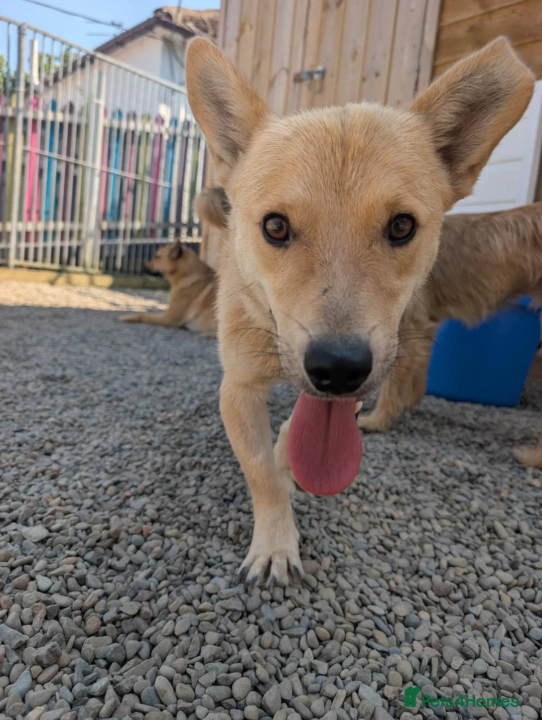 Mixed Breed dogs for adoption: Hamish - In Ayr Looking for a Home  - Advert 8