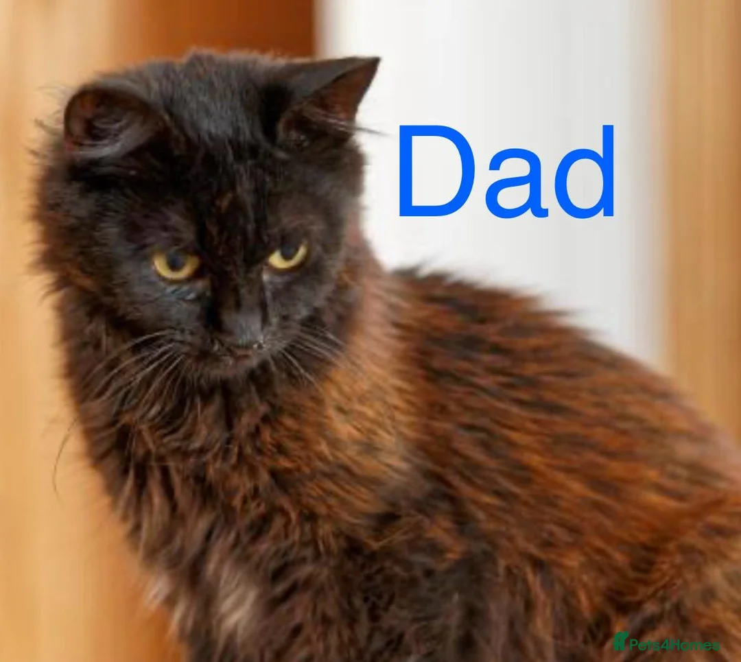 Ragdoll cats for sale: Ragdoll X kittens  in Harlow - Advert 9