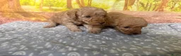 Labradoodle dogs for sale: Beautiful small / miniature labradoodles  - Advert 3