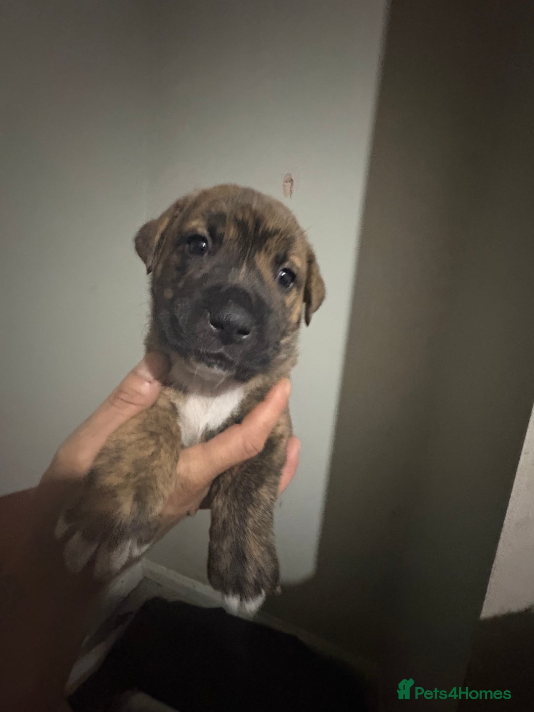 Mixed Breed dogs for sale: american akita  - Advert 19