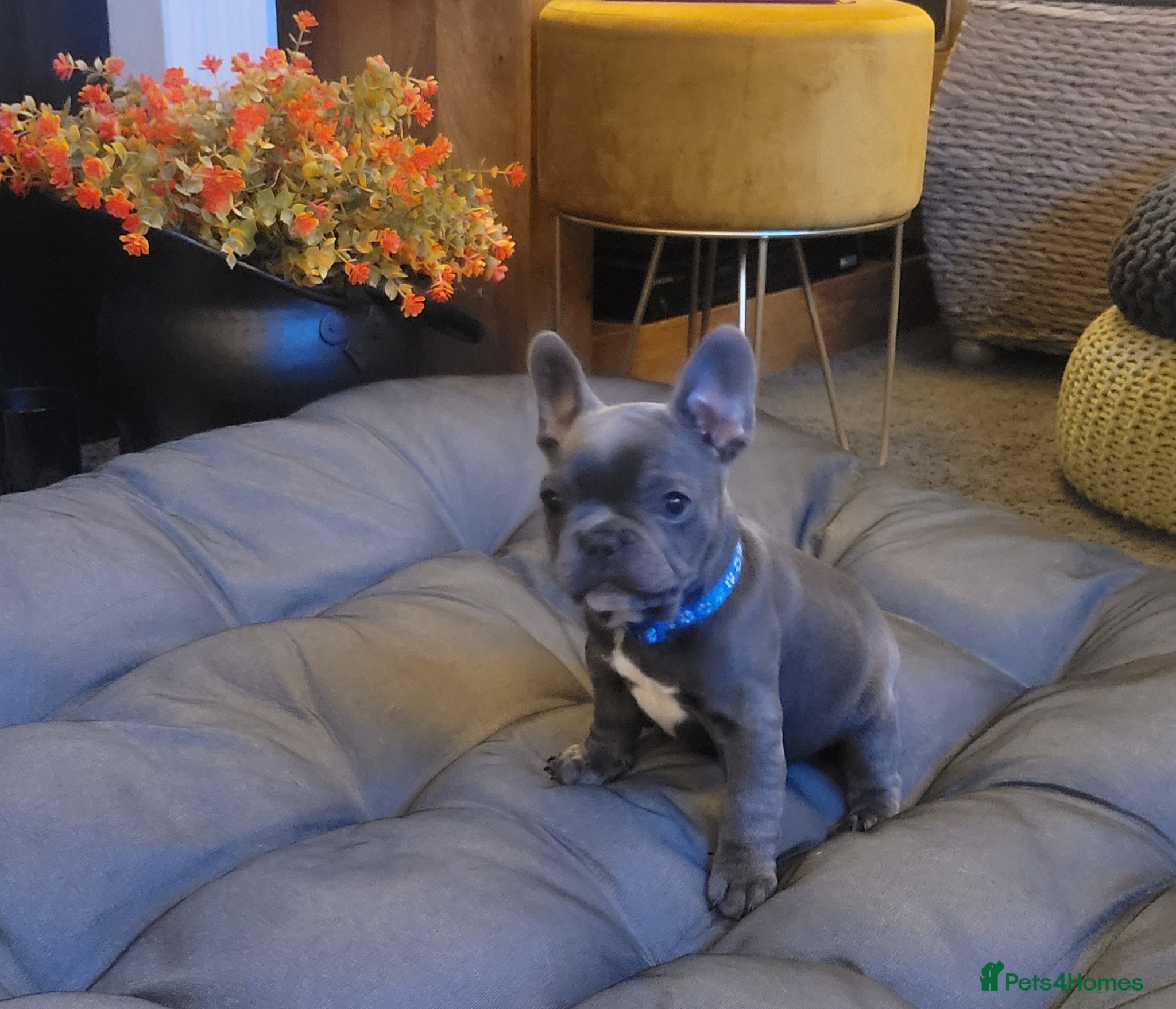 French Bulldog dogs Ready to leave now - Frenchie babies - Advert 1