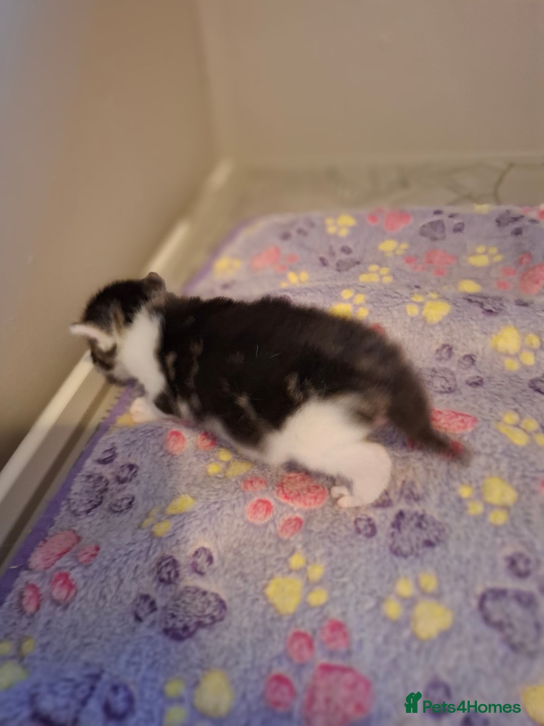 Mixed Breed cats for sale: Single kitten  - Advert 6