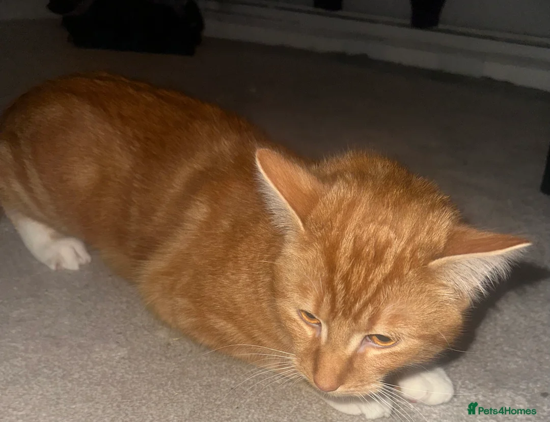 Domestic Shorthair cats for sale: Ginger male kitten - Advert 2