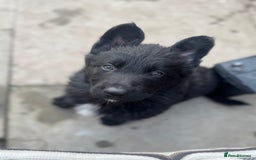 German Shepherd dogs for sale: Stunning top quality German shepherd puppies - Image 38