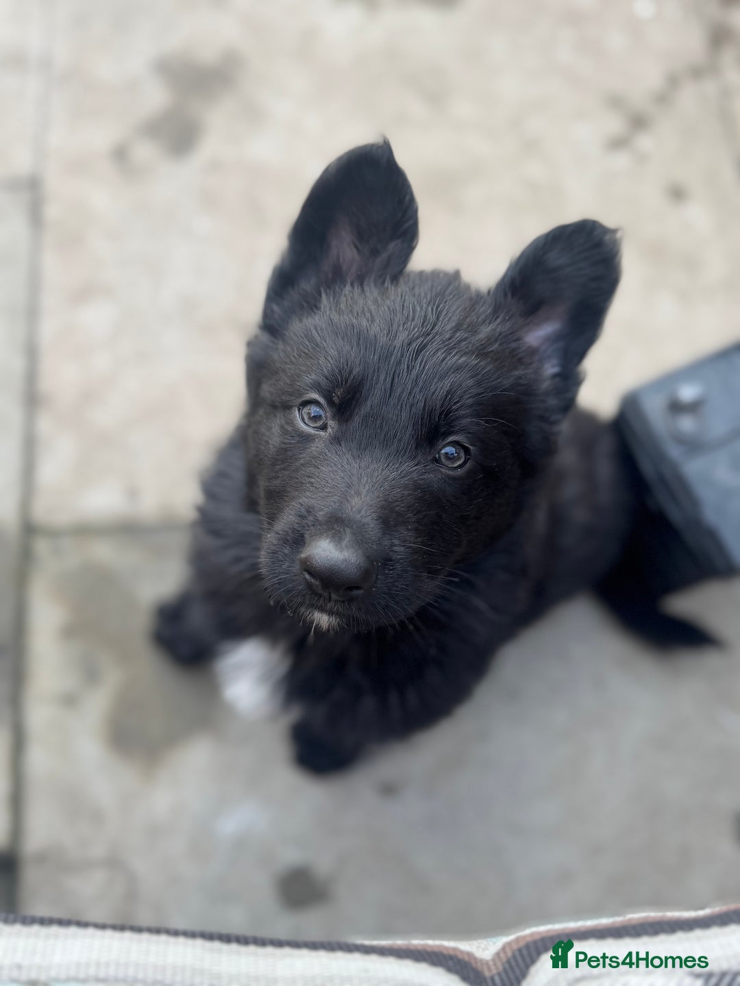 German Shepherd dogs for sale: Stunning top quality German shepherd puppies - Image 38