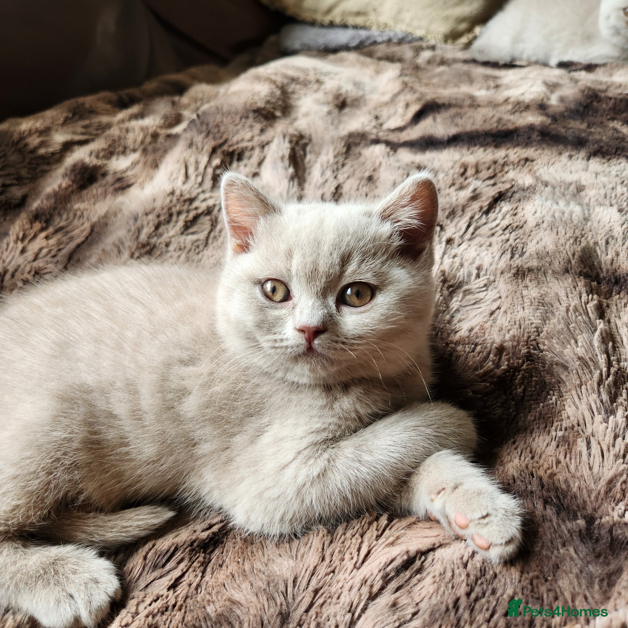 British Shorthair cats Gorgeous Fawn British shorthair  - Advert 5
