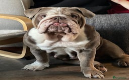 English Bulldog dogs for sale: 5 year old English bulldog  - Image 7