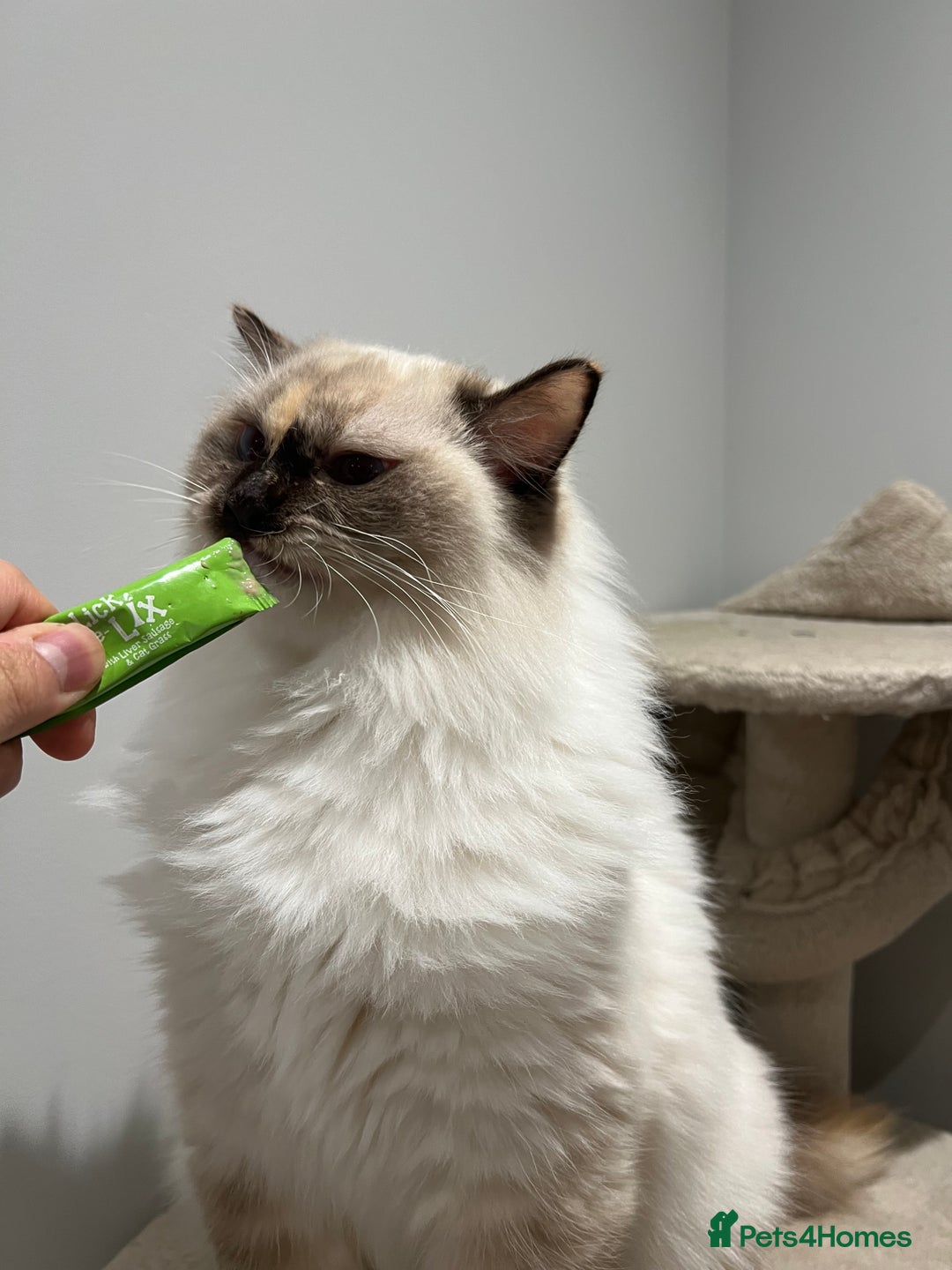 Ragdoll cats for sale: Gorgeous Blue Point Ragdoll girl - Advert 6