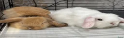 Mini Lop rabbits for sale: Beautiful baby mini lops - Advert 16