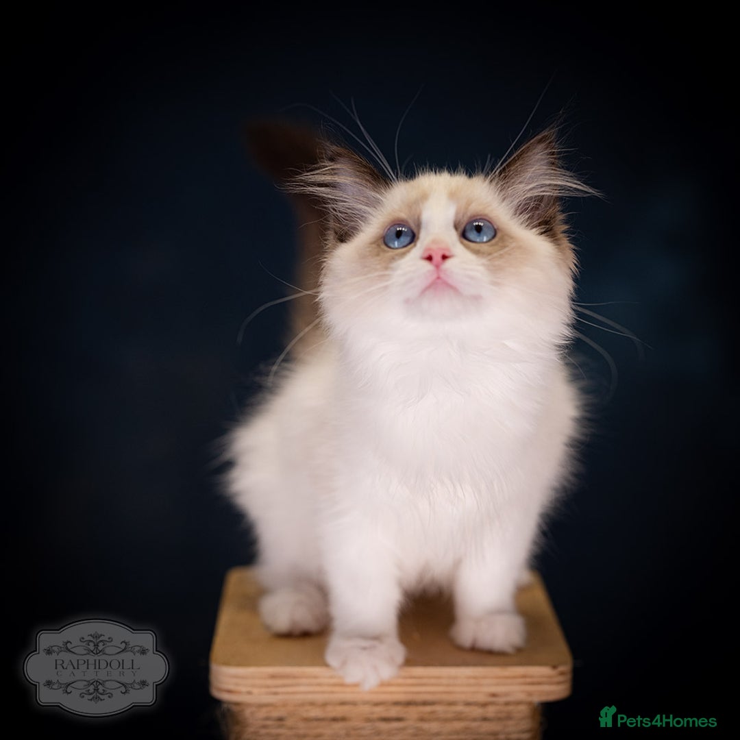 Ragdoll cats for sale: SHOW Ragdoll Bicolor Kitten Girl LPCE ❤❤❤ - Advert 2