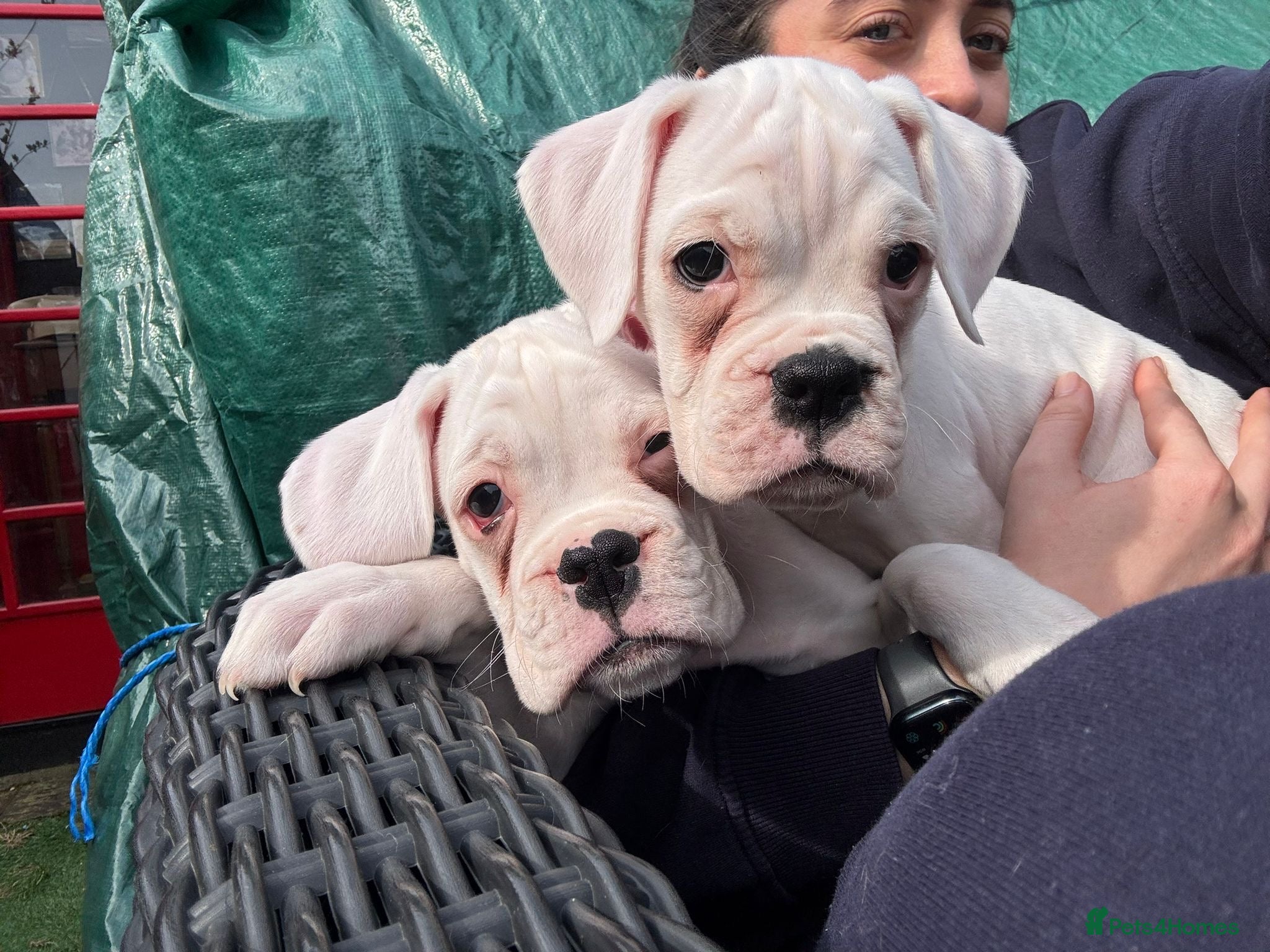 Boxer dogs Adorable Boxer Pups - Advert 3