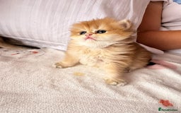 British Longhair cats for sale: We are selling 2 gorgeous british shorthairs - Image 7