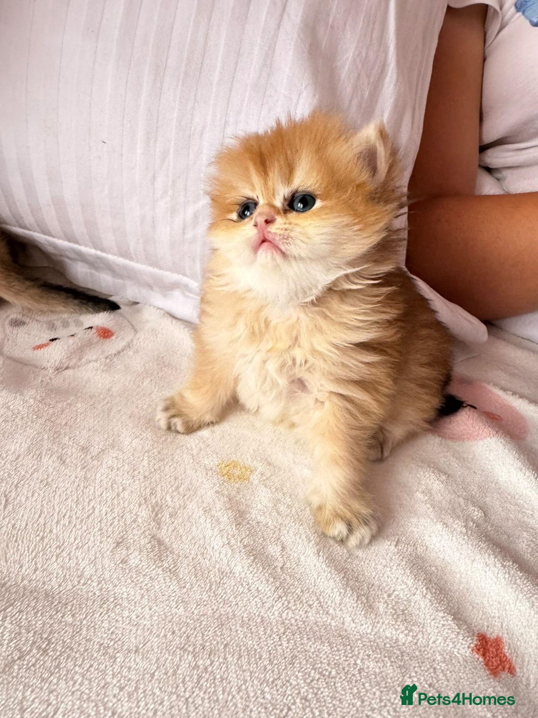 British Longhair cats for sale: We are selling 2 gorgeous british shorthairs - Image 7