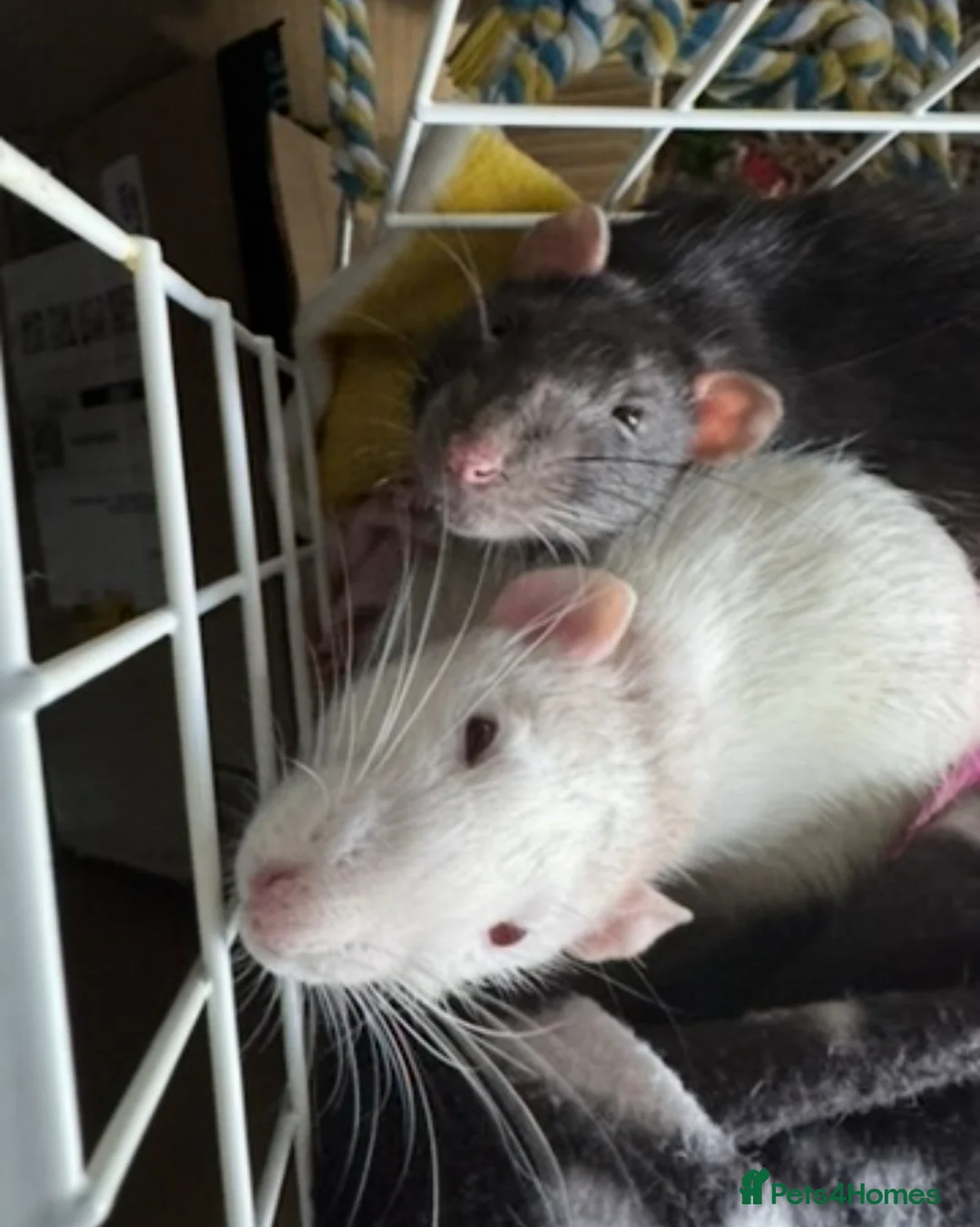 Rat rodents for sale: 4 super friendly precious male rats <3 in Highbridge - Advert 7