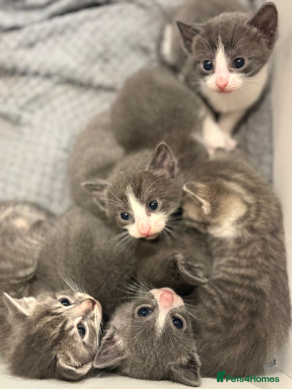 Mixed Breed cats Stunning grey and white kittens for sale  - Advert 1